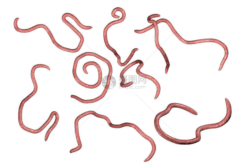 引发肠内丝虫的线虫3D图片
