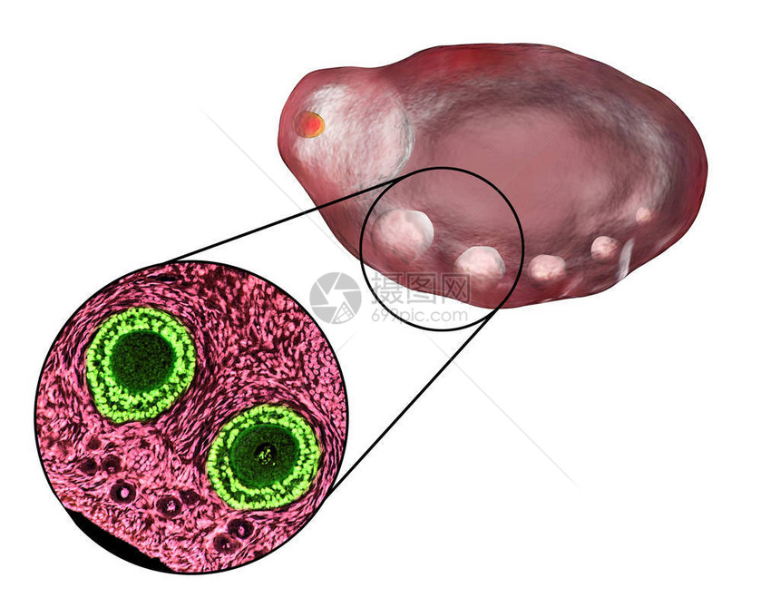 卵巢中显示原始初级和二级浮囊的横截面光显微镜血氧素和色放大度200图片