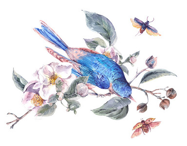 鲜花苹果树和鸟植物水彩色插图背景图片