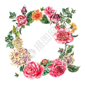 粉红玫瑰HydrangeaSnail和野花植物圆环框架白背景水颜图片