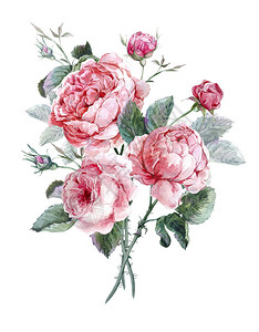 古老的花岗贺卡水彩花束英式玫瑰花背景图片
