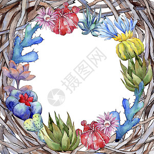 1750水彩风格的野花仙人掌花框插画