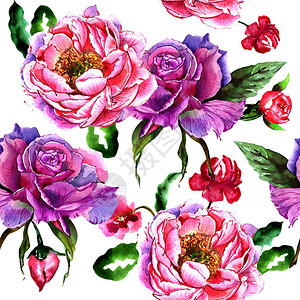 孤立的水彩风格野花牡丹花卉图案背景纹理包装图案框架或边框图片