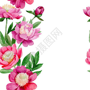 粉红牡丹花卉植物花野生夏季叶野花图案背景纹理包装图案框架或边框图片