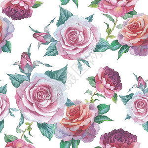 孤立的水彩风格野花玫瑰花朵图案图片
