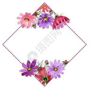 野花kosmeya花框在孤立的水彩风格植物全名图片