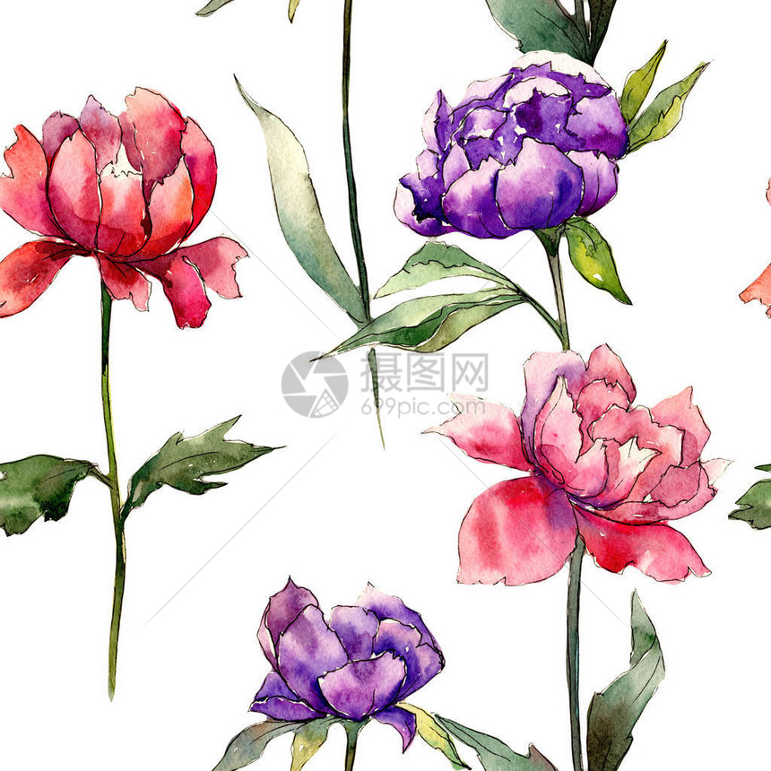 五颜六色的牡丹花卉植物花野生春叶野花图案背景纹理包装图案框架或边框图片