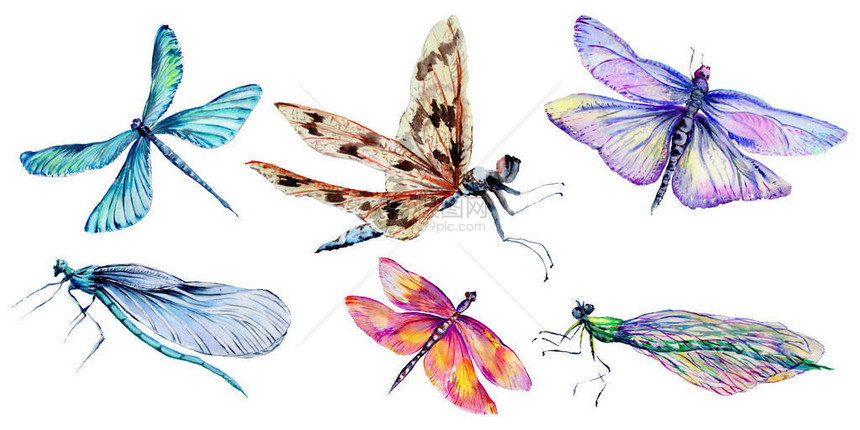 昆虫蜻蜓以孤立的水彩风格设置背景纹理包装图案框架或边框图片