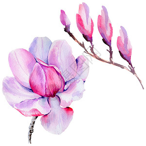 孤立的水彩风格野花玉兰花背景纹理包装图案框架或边框图片
