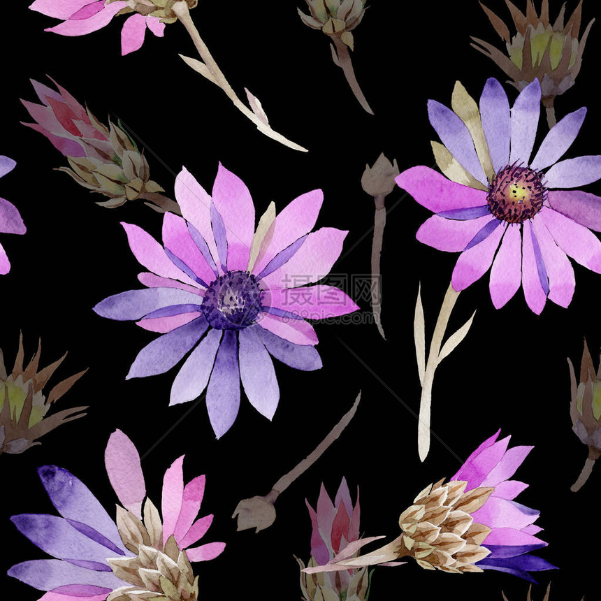 水彩风格的野花蜡菊花卉图案图片