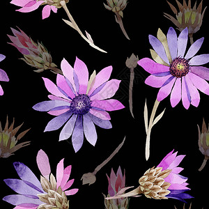 水彩风格的野花蜡菊花卉图案设计图片