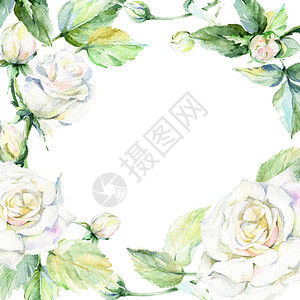 水彩风格的野花玫瑰花框背景图片