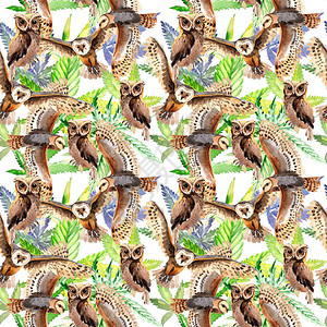 水彩风格的野生动物中的天空鸟猫头鹰图案图片