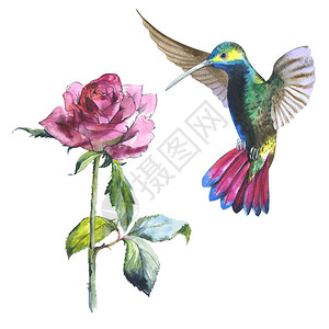 野花玫瑰花和大肠杆菌鸟在孤立的水彩风格背景纹理包装图案框架或边框的水图片