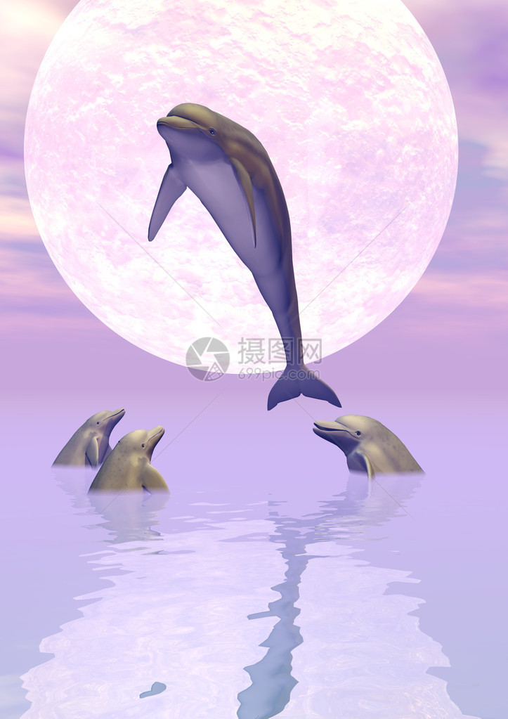 一群海豚在月光下玩耍图片