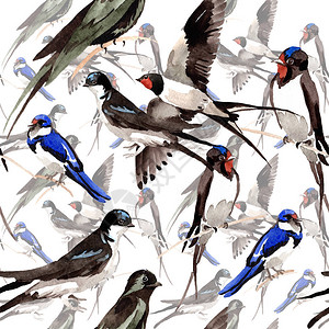 水彩风格的野生动物中的鸟燕子图案图片