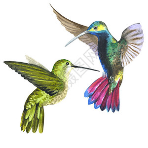 在野生动物中的天空鸟colibri由孤立的水彩风格狂野的自由背景图片