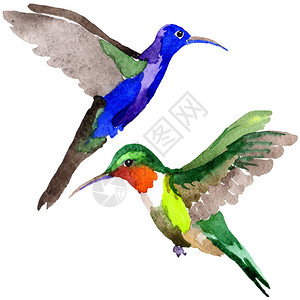 在野生动物中的天空鸟colibri由孤立的水彩风格狂野的自由图片