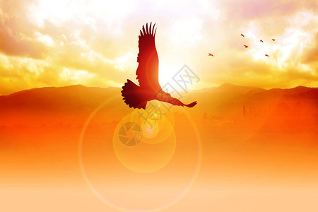 兰贝格一只老鹰在日出时飞翔的剪影插图插画