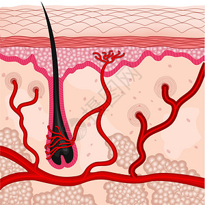 帕西库达人体皮肤细胞的插图设计图片