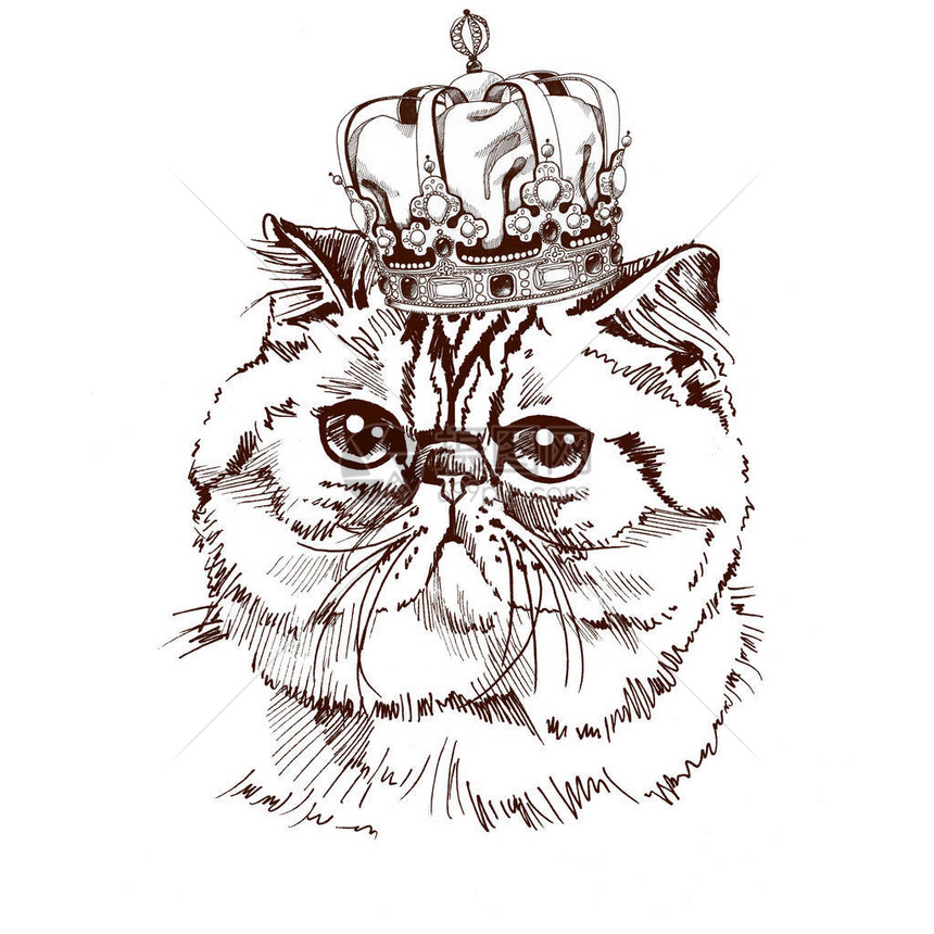 手绘带有皇冠的异国短毛猫肖像图片