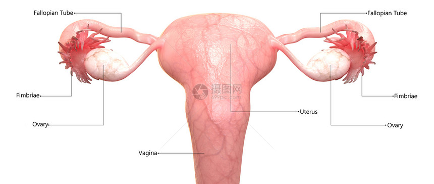 女生殖系统附带标图片