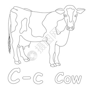 C代表牛彩页图片