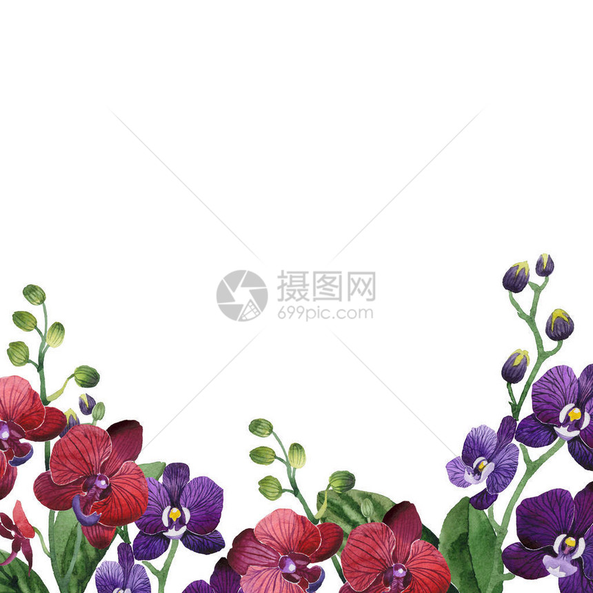 水彩风格的野花兰框图片