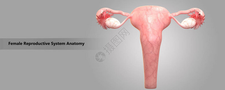 女生殖系统解剖图片