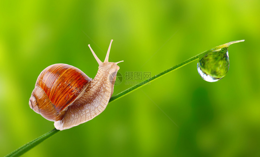 在草地上可食用蜗牛Helix图片