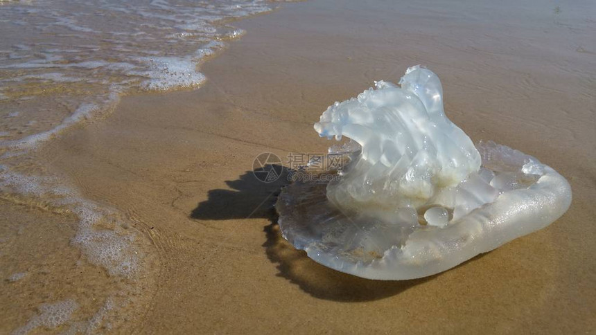 水母季节概念形象在地中海沿岸的海滩上死去的Rhopilemanomadica水母它有带毒刺细胞的蠕虫丝图片