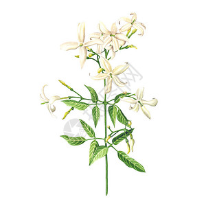 白色背景的花朵植物图解图片