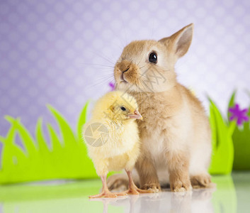 小鸡和兔子复活节概念背景图片