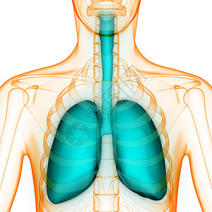 3D人体器官说明Lu图片