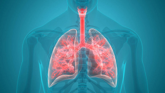 隔膜人体呼吸系统肺解剖学的3D插图设计图片