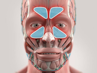 人类脸部解剖模背景图片