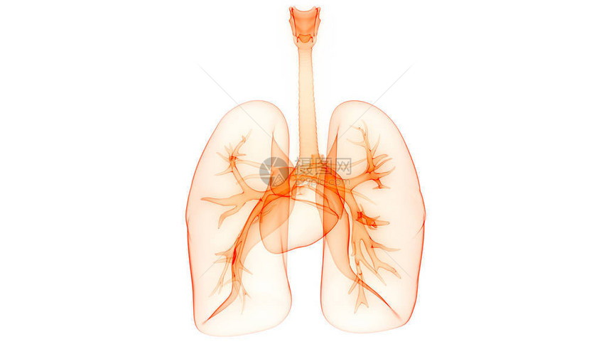 人体呼吸系统肺解剖学的3D插图图片