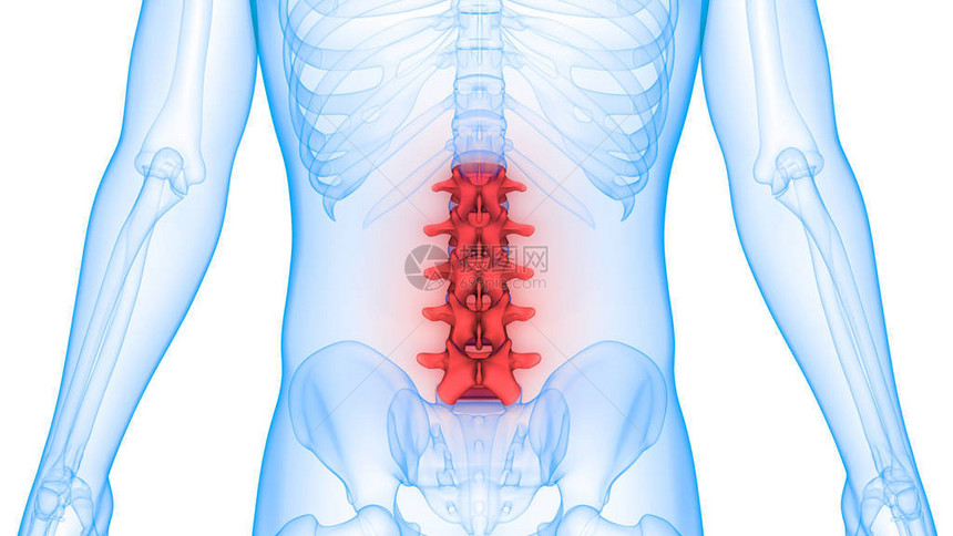 人体器官脊柱的3D插图图片