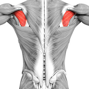 下后锯肌人体肌肉系统躯干肌肉冈下肌解剖学3D设计图片