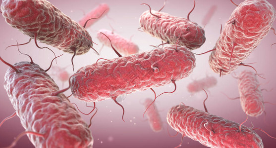 食源性肠内阴细菌是一大的克型阴细设计图片
