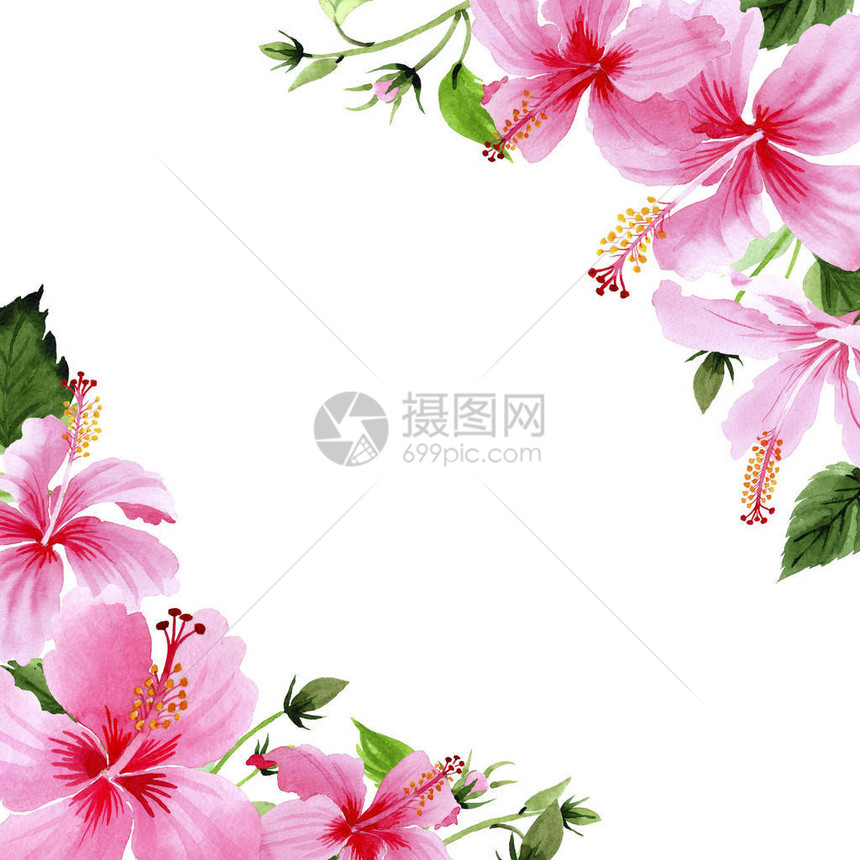 水彩风格的野花芙蓉粉红色花框图片