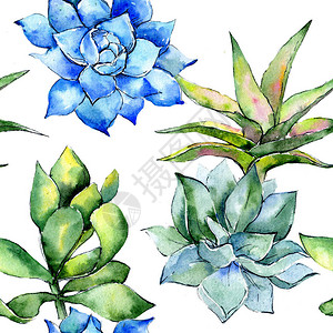热带植物花卉植物花野生春叶野花图案背景纹理包装图案框架或边框图片