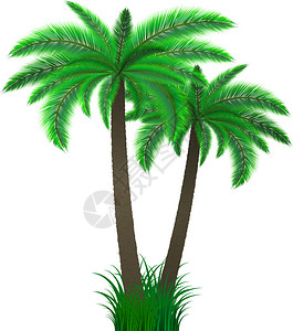 草丛中两棵棕榈树的详细说明背景图片