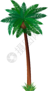 一棵棕榈树的详细说明与椰子背景图片