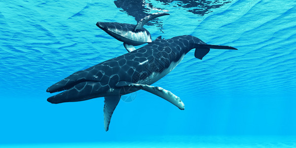 一只驼背鲸母在通过海洋水域的迁徙路背景图片
