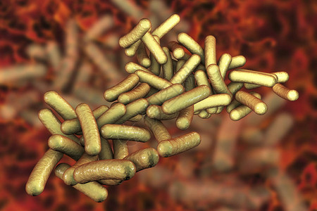 吉罗尔导致食物传染感沙吉罗希格氏菌或麻风病的罗德形细菌Shigell插画