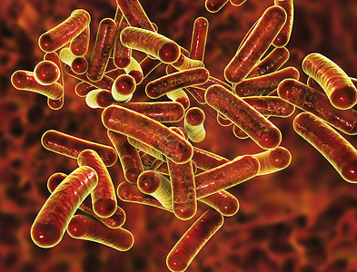 导致食物传染感沙吉罗希格氏菌或麻风病的罗德形细菌Shigell图片