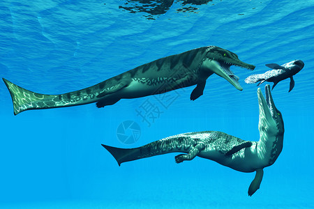 两只海洋爬行动物试图在侏罗纪海捕图片
