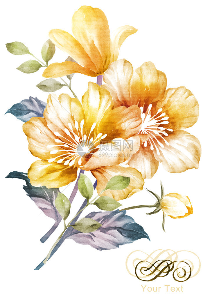 水彩花卉插画图片