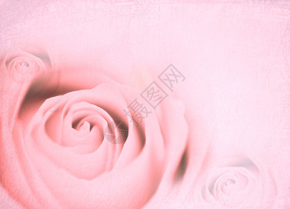 粉红玫瑰情人节背景背景图片